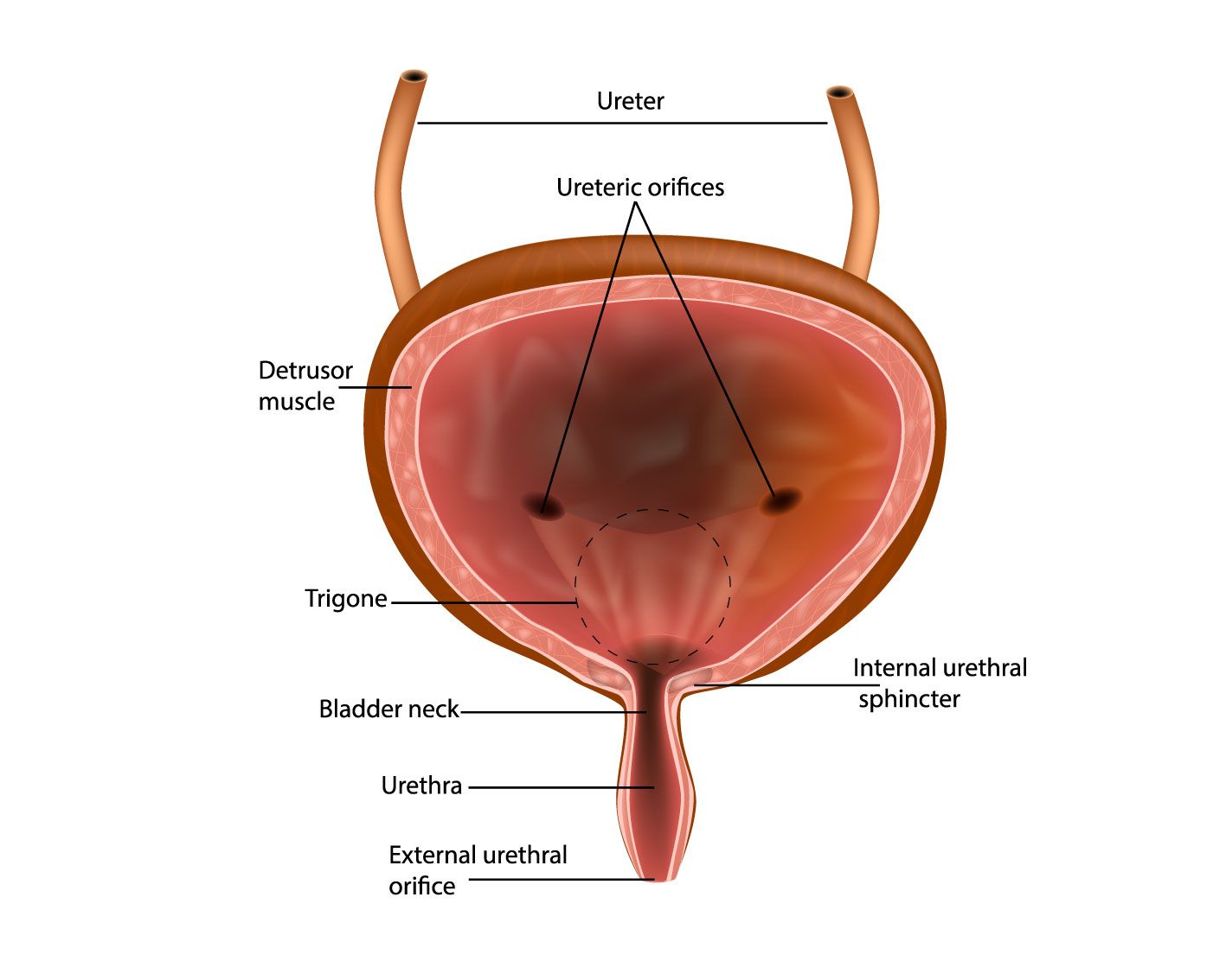 /assets/bladder-anatomy.jpg