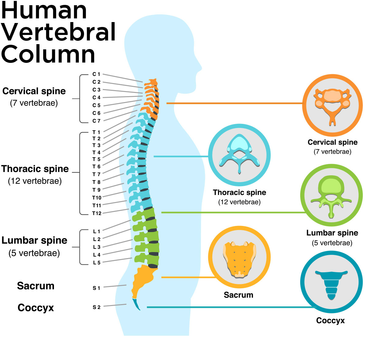 Human Vertebral Column