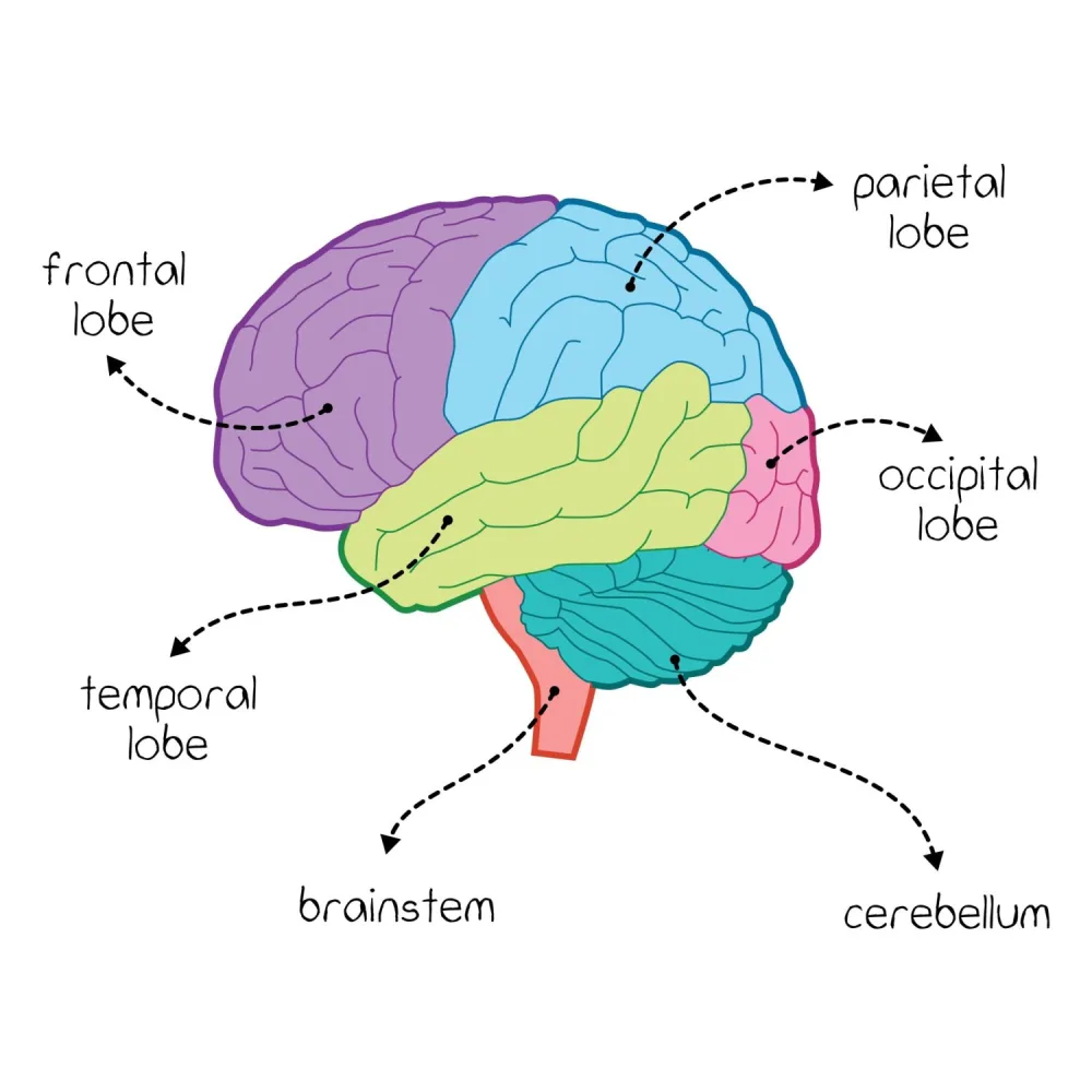 A illustration of the areas of brain relative to a lesionectomy
