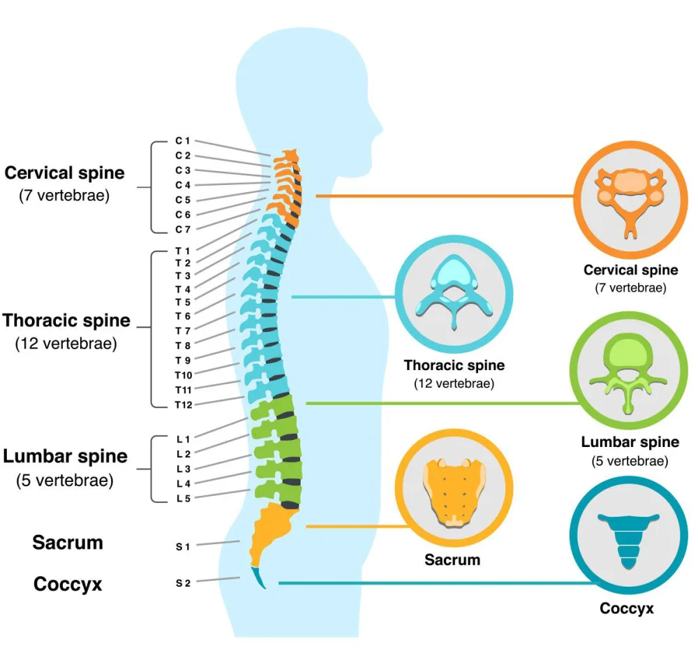 Illustration of human vertebral column  - Gillette Children's.