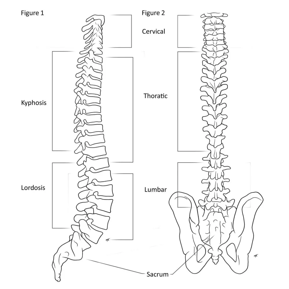 Sacrum spine illustration